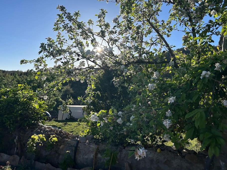 Lilly'S Finca - Romantischter Rueckzugsort - Pool Vilaflor Dış mekan fotoğraf